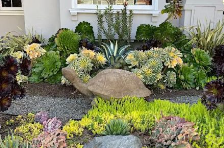 Expert Tips for Choosing the Best Low-Maintenance Front Yard Plants in Roseville CA