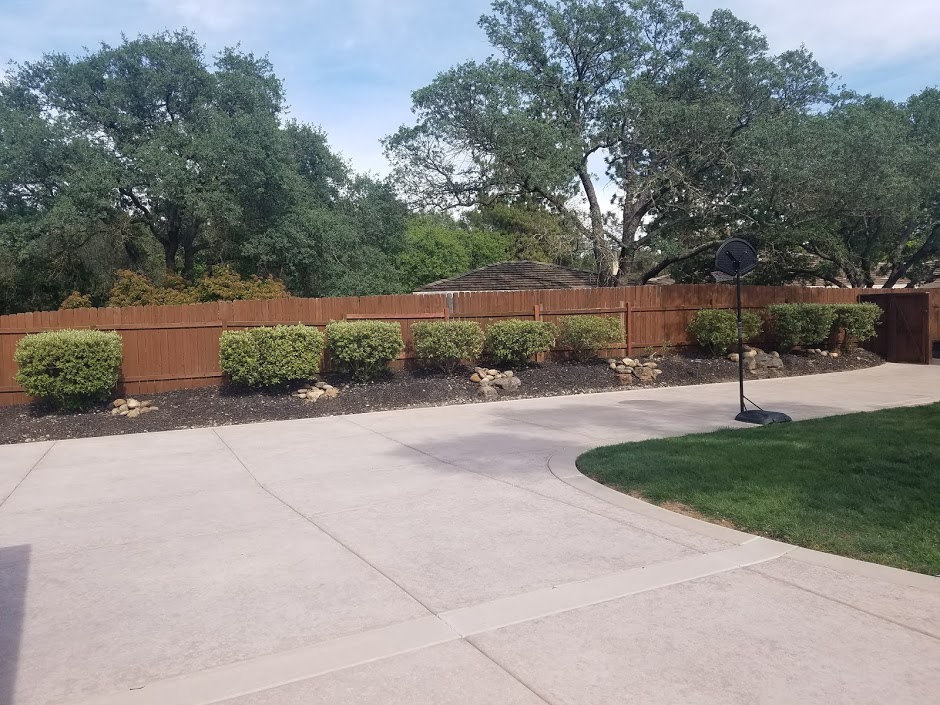 Custom curved concrete driveway with boxwood hedge landscaping in Roseville CA